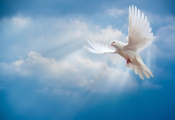 Une colombe dans le ciel