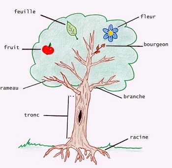 un arbre est le symbole de la vie des humains