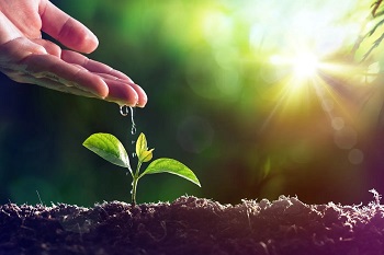 votre main arrose et veille sur une plante qui a été semée