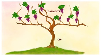 Jésus est le Cep, nous sommes les sarments et nous avons à porter du fruit