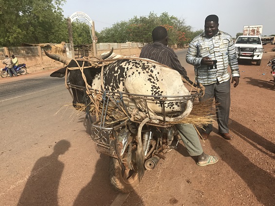 Le Pasteur Nicolas Sawadogo parle à un homme qui a attaché un boeuf sur sa mobylette (Burkina-Faso) Le Pasteur Nicolas Sawadogo parle à un homme qui a attaché un boeuf sur sa mobylette (Burkina-Faso)